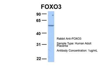 FOXO3 Antibody