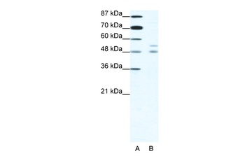 MITF Antibody