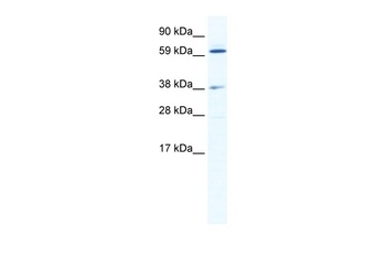 ALX3 Antibody