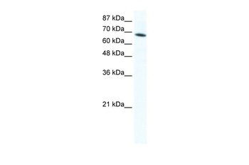 DDX1 Antibody