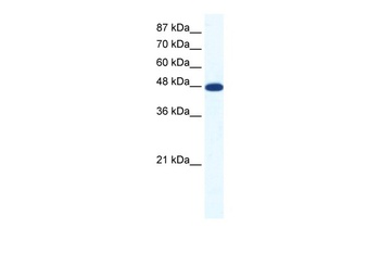 ACCN5 Antibody