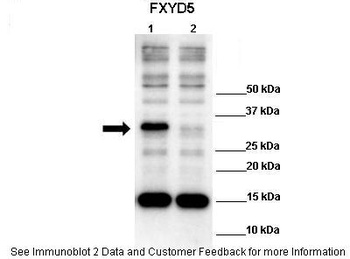 FXYD5 Antibody