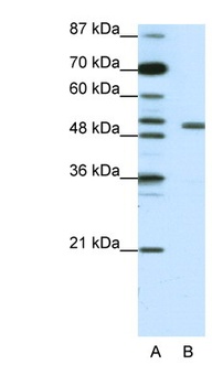 KCNAB2 Antibody
