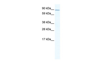 ZHX2 Antibody