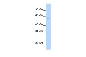FOXK1 Antibody