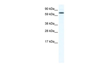 FOXO6 Antibody