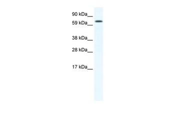 EBF4 Antibody
