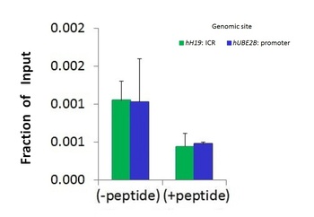 SMARCA1 Antibody