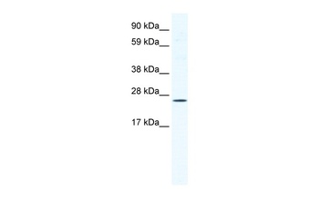 BRF1 Antibody