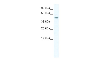 ELP4 Antibody