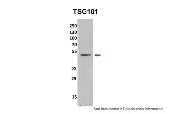 TSG101 Antibody