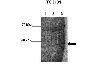 TSG101 Antibody