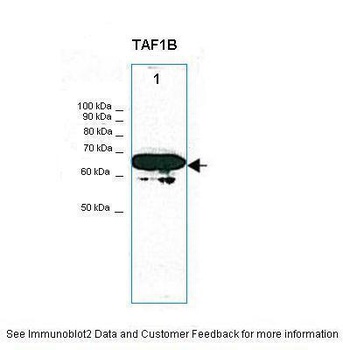 TAF1B Antibody