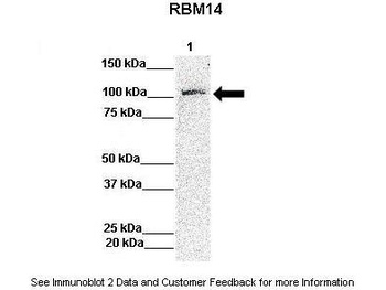 RBM14 Antibody