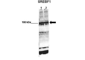 SREBF1 Antibody