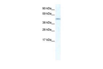IRX3 Antibody