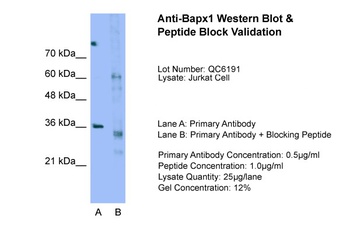 Bapx1 Antibody