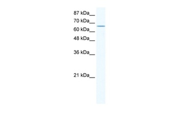 CACNB2 Antibody
