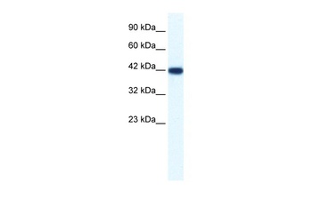 IBSP Antibody
