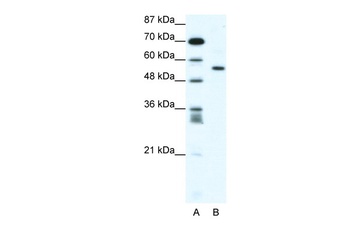 RUNX2 Antibody