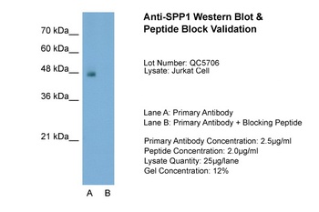 SPP1 Antibody