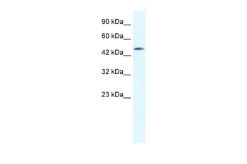 GJD4 Antibody