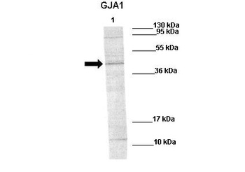 GJA1 Antibody