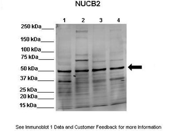 NUCB2 Antibody