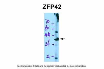 ZFP42 Antibody