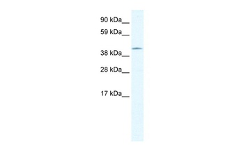 ZNF461 Antibody