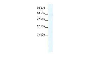 ZNF276 Antibody