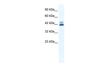 ZNF551 Antibody