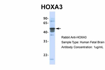 HOXA3 Antibody