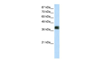 ZSCAN16 Antibody