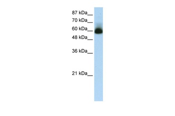 ZKSCAN4 Antibody
