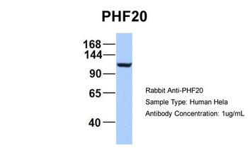 PHF20 Antibody