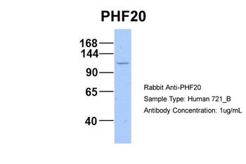 PHF20 Antibody