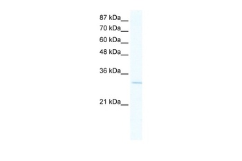 VGLL1 Antibody