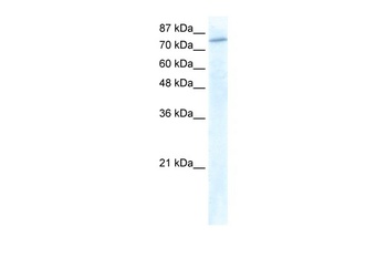 GTF3C3 Antibody