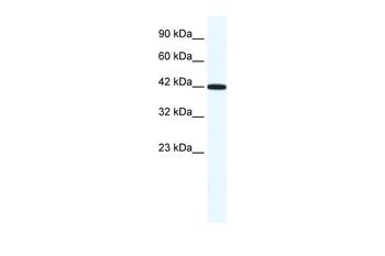 RXRG Antibody