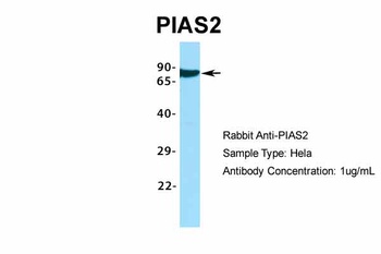 PIAS2 Antibody