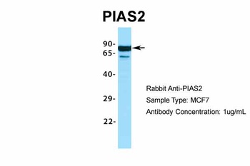 PIAS2 Antibody