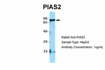 PIAS2 Antibody