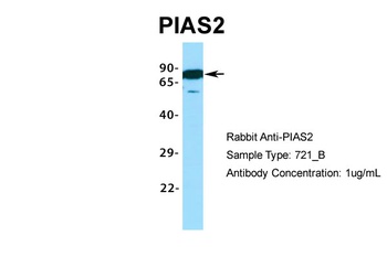 PIAS2 Antibody