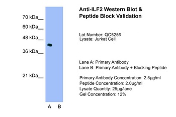 ILF2 Antibody