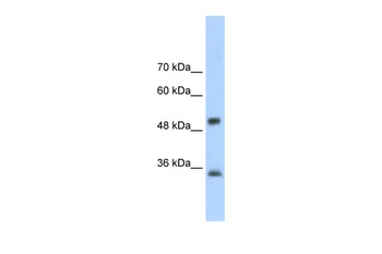 AIP Antibody