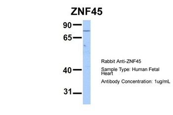 ZNF45 Antibody