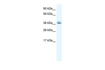 KCTD13 Antibody