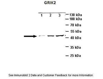 GRIK2 Antibody