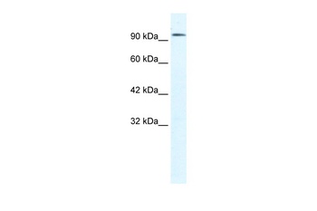 CLCN3 Antibody